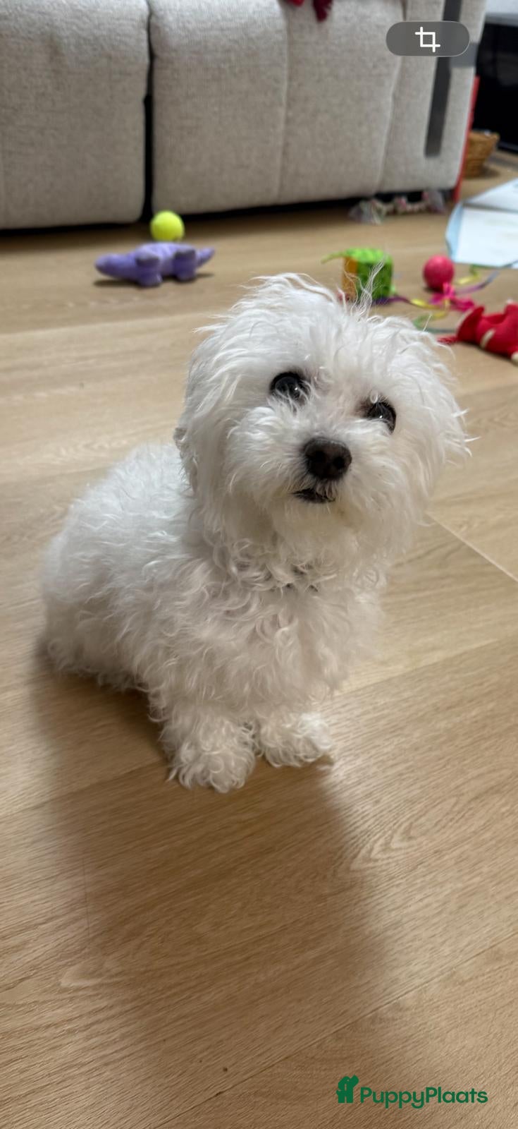 Maltipoo honden Maltezer pups  - Advertentie 1