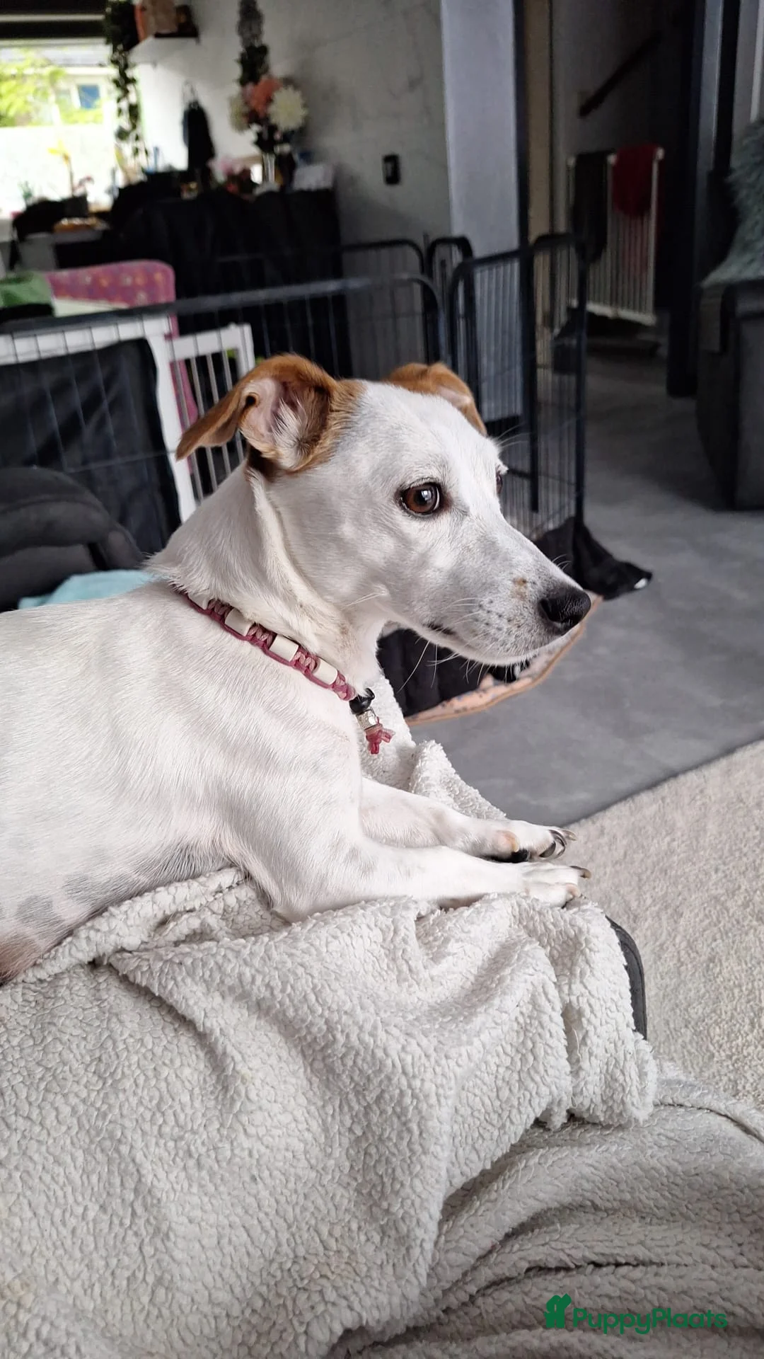 Jack Russel Terriër honden te koop: Mooie jack russel pups te koop - Advertentie 6