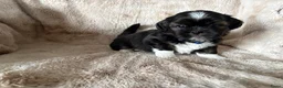Shih Tzu honden te koop: Mooie shiz Tzu pup - Advertentie 4