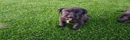 Kruising honden te koop: Grote zwitserse sennenhond x labrador pups - Advertentie 7