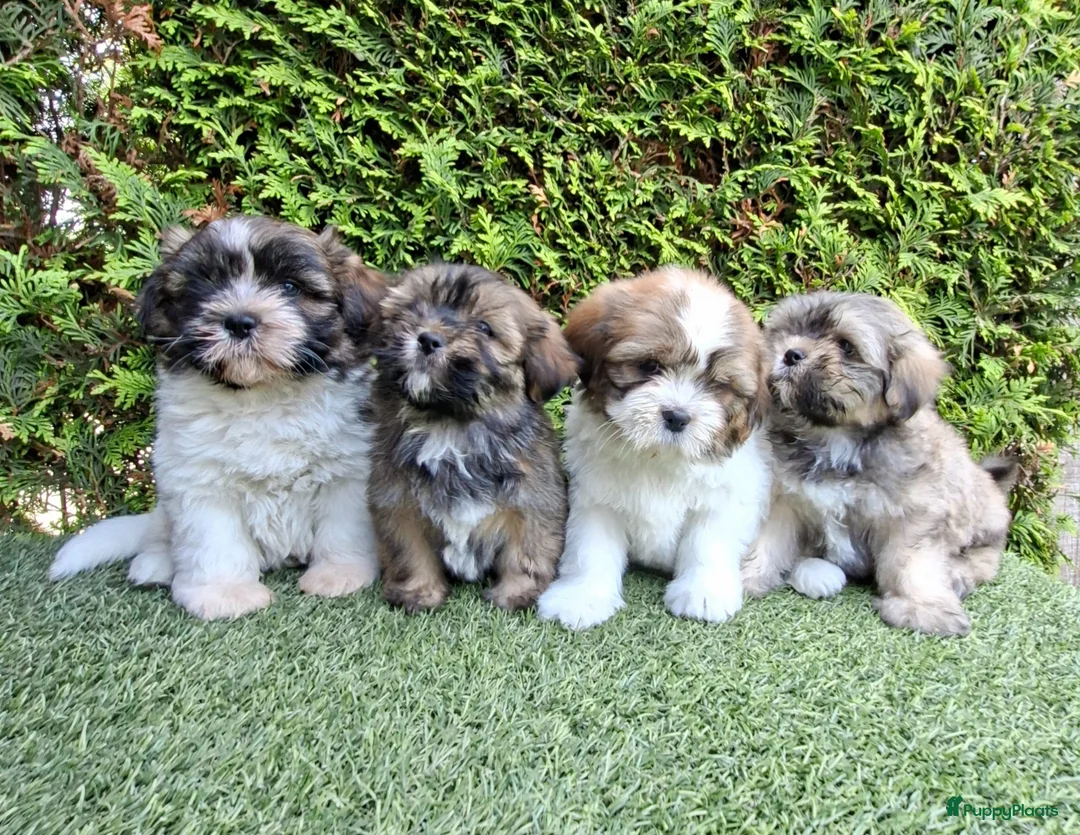Malshi honden te koop: Zeer mooie speelse boomer pups.  - Advertentie 1