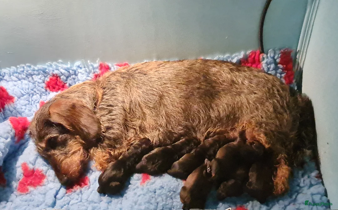 Ruwhaar Teckel honden te koop: Standaard teckel pups - Advertentie 1