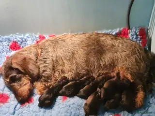 Ruwhaar Teckel honden Standaard teckel pups - Advertentie 1