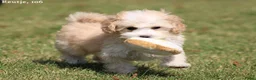 Maltipoo honden te koop: Knappe Maltipoo pups. - Advertentie 24