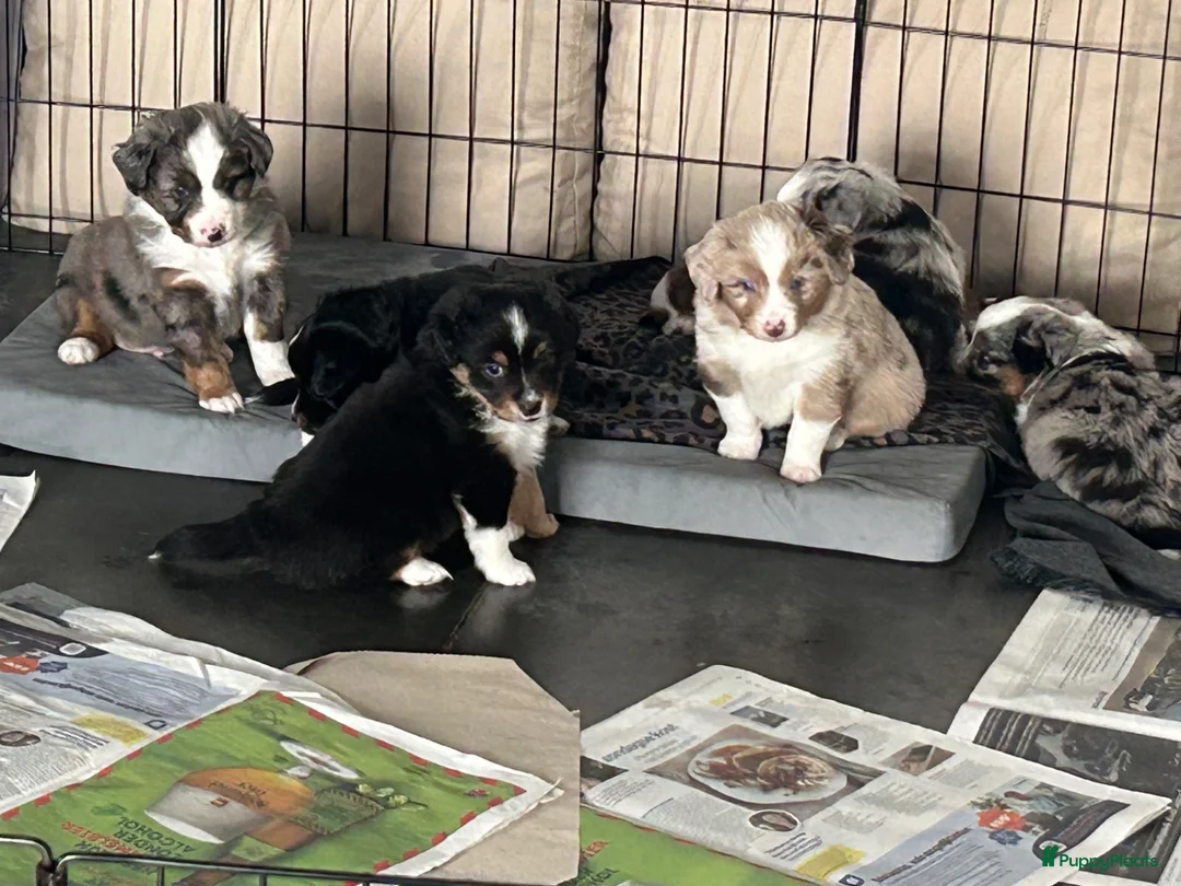 Australian Shepherd honden te koop: Miniature American shepherd pupjes  - Advertentie 2