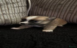 Pomeriaan honden te koop: Dwergkees pomeriaan mogen weg  - Afbeelding 6