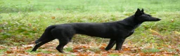 Hollandse Herder honden te koop: Te koop: Hollandse herderpups in Hoek - Advertentie 2