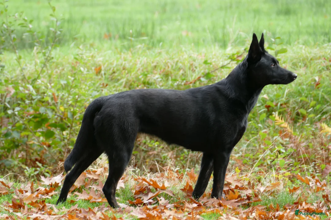 Hollandse Herder honden te koop: Te koop: Hollandse herderpups in Hoek - Advertentie 2