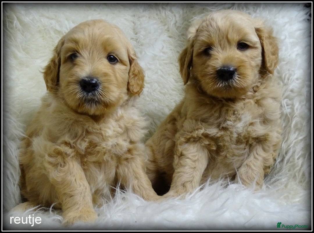 Labradoodle honden te koop: Labradoodle medium pups - Advertentie 6