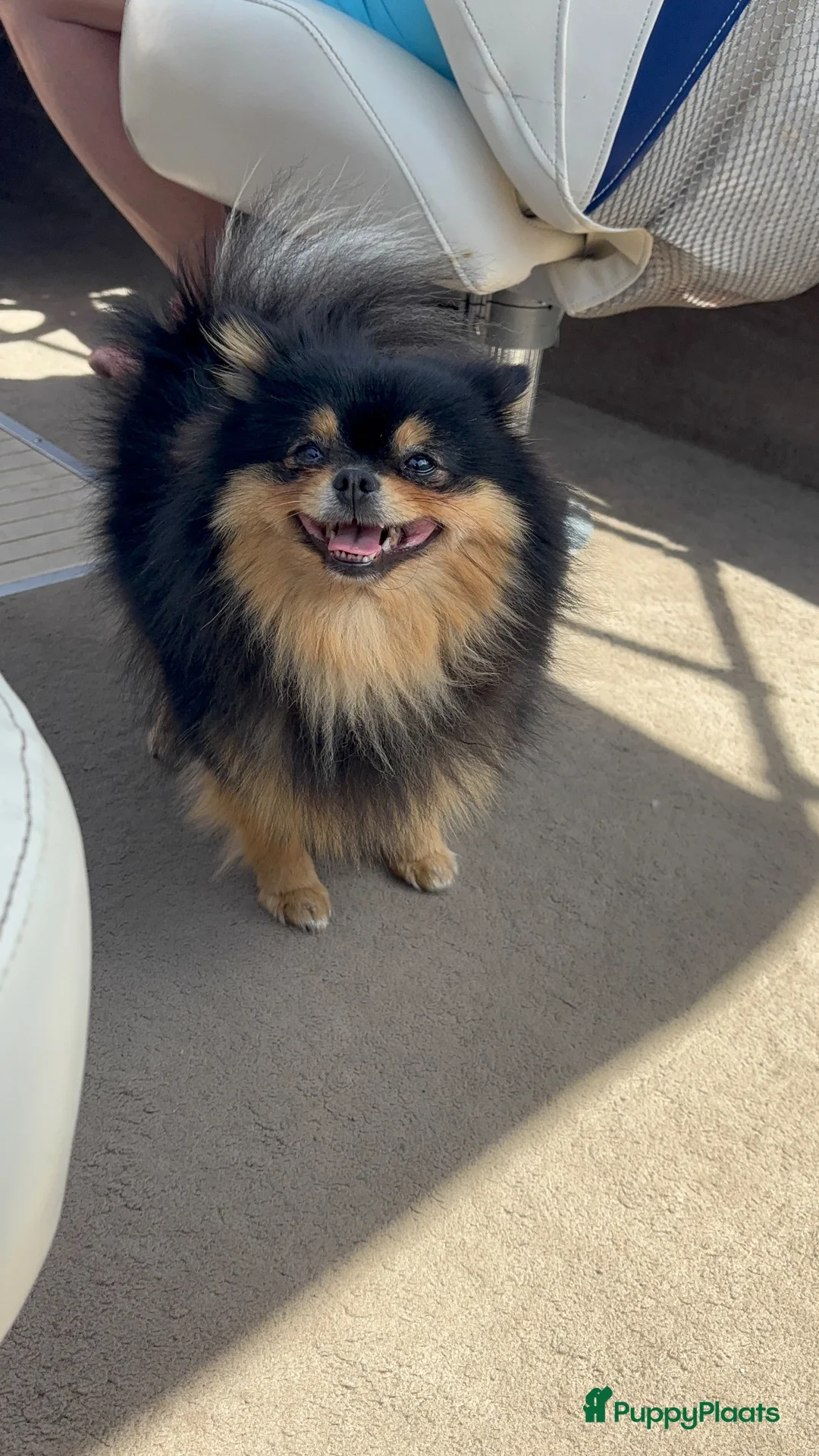 Pomchi honden ter dekking: Black and Tan Pomchi in Oudorp - Advertentie 1