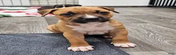 American Staffordshire Terriër honden te koop: Prachtige nestje amstaff pups - Advertentie 20