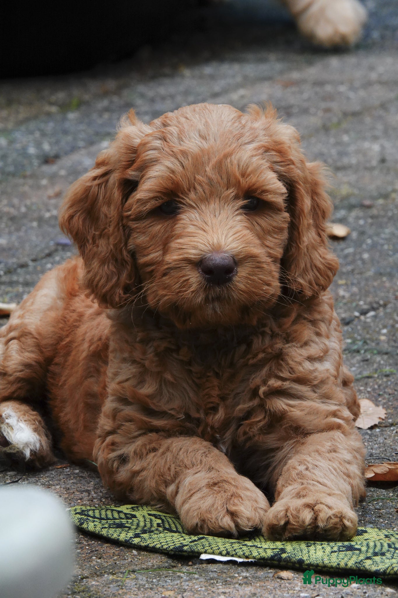 Australian Labradoodle honden Medium Australian Labradoodle puppy's - Advertentie 2