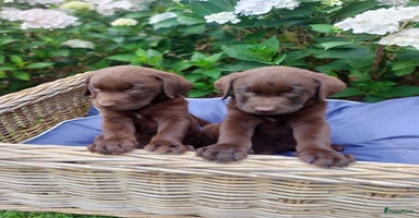 Labrador Retriever honden - Advertentie 7