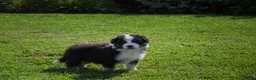 Australian Shepherd honden te koop: Australische herder pups geboren op boerderij (BE) - Advertentie 8