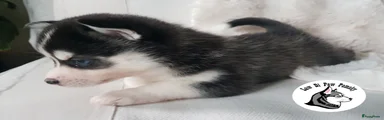 Mooni