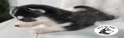 Pomsky honden te koop: Pomsky puppy’s F4+, 100% Amerikaanse bloedlijn - Advertentie 27