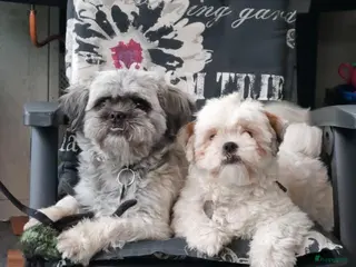 Boomer honden Tekoop boomer pups - Advertentie 16