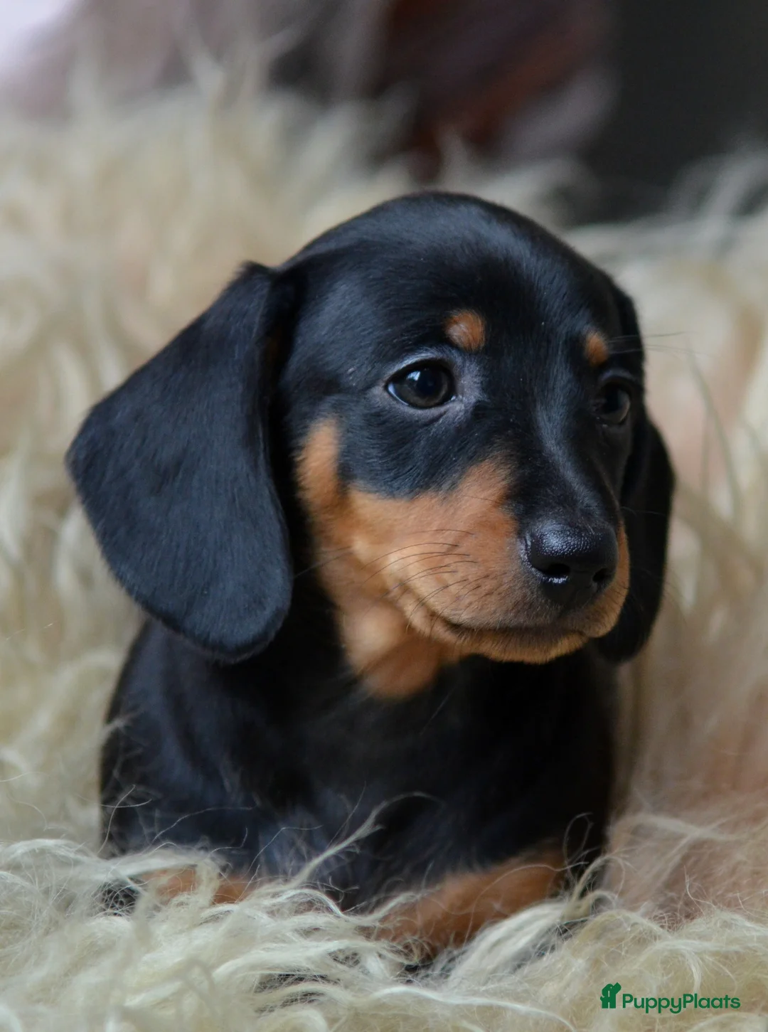 Teckel (korthaar)  honden te koop: Prachtige en lieve kortharige teckelpups. Teckel  - Advertentie 5