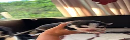 Pomsky honden te koop: Pomsky puppy’s  - Advertentie 14