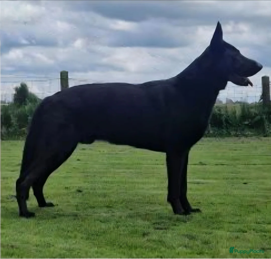 Duitse Herder honden te koop: Oost europese herder pupjes  - Advertentie 1