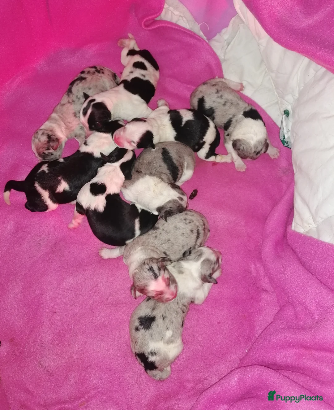 Kruising honden te koop: Super schattig gelegenheids nestje - Advertentie 21