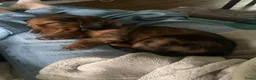 Teckel (langhaar) honden te koop: Teckel pups langhaar kleine dwerg - Advertentie 34