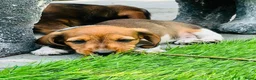 Ruwhaar Teckel honden te koop: Ruwharige piebald teckel - Advertentie 3