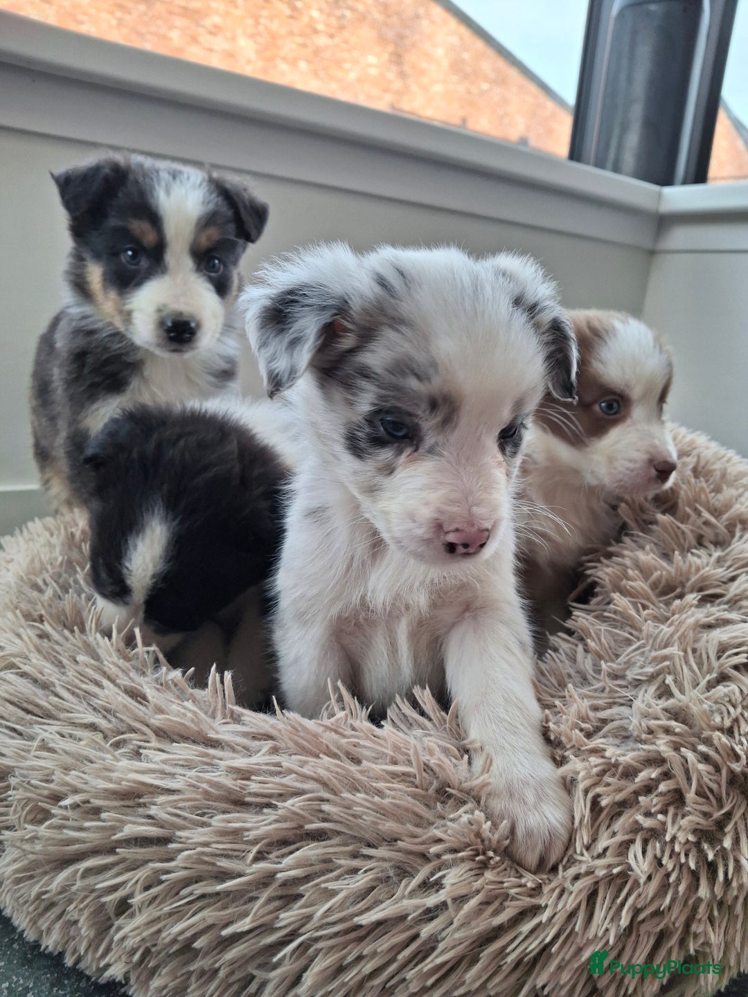 Australian Shepherd honden te koop: Raszuiver Australian Shepherd pups op de boerderij - Advertentie 4