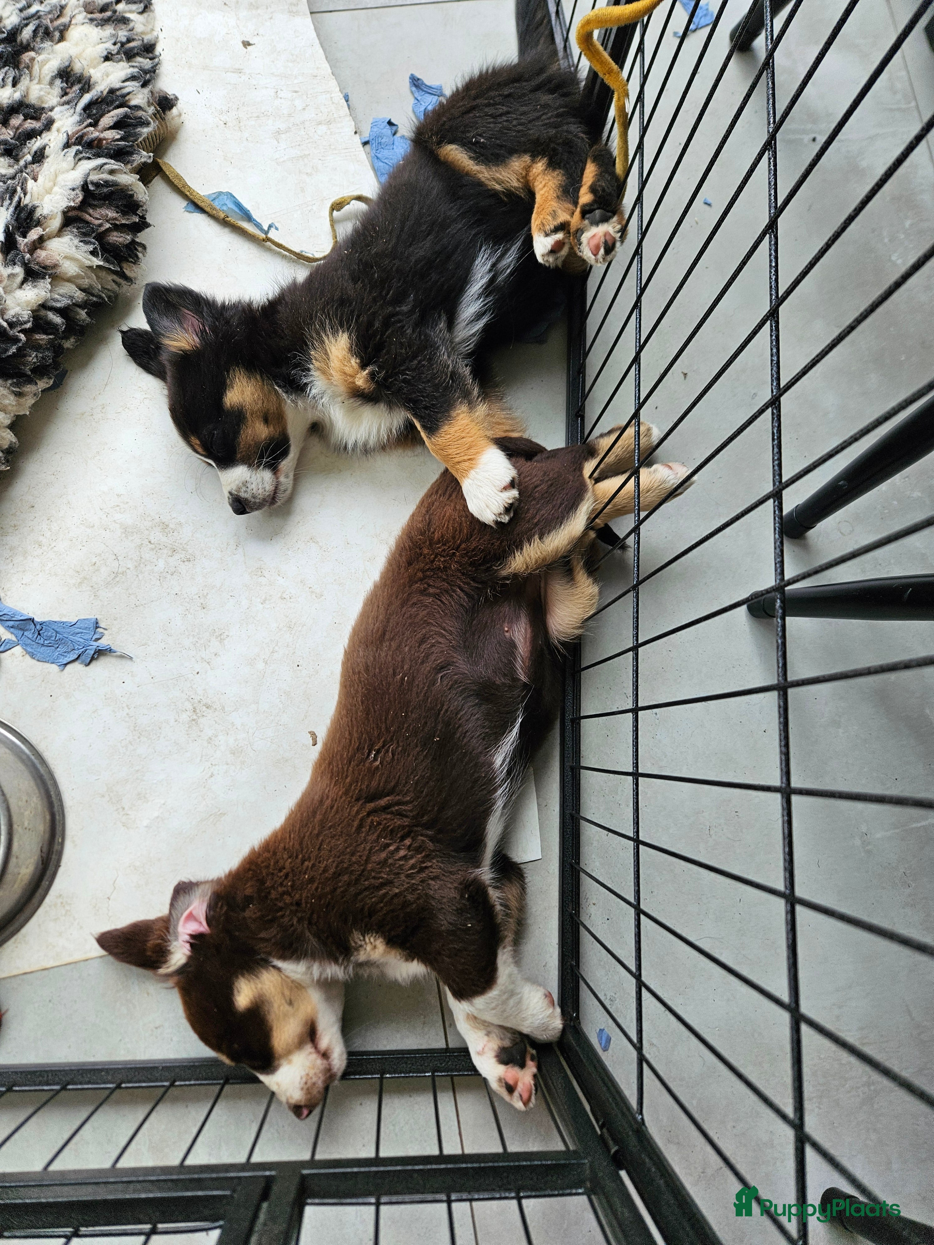 Australian Shepherd honden Nog 1 mini Australian shepherd teefje  - Advertentie 2