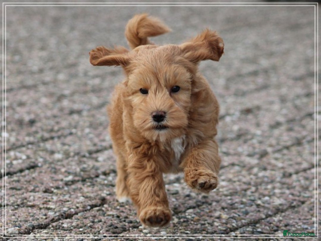 Kruising honden te koop: Minidoodle pups - Advertentie 2