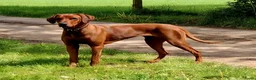 Rhodesian Ridgeback honden te koop: Rhodesian Ridgeback pups verwacht met FCI-stamboom - Advertentie 1
