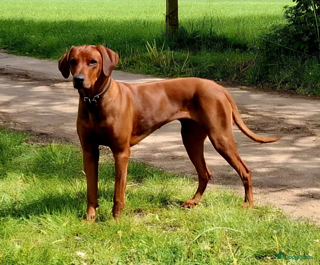 Rhodesian Ridgeback honden te koop: Rhodesian Ridgeback pups verwacht met FCI-stamboom - Advertentie 1