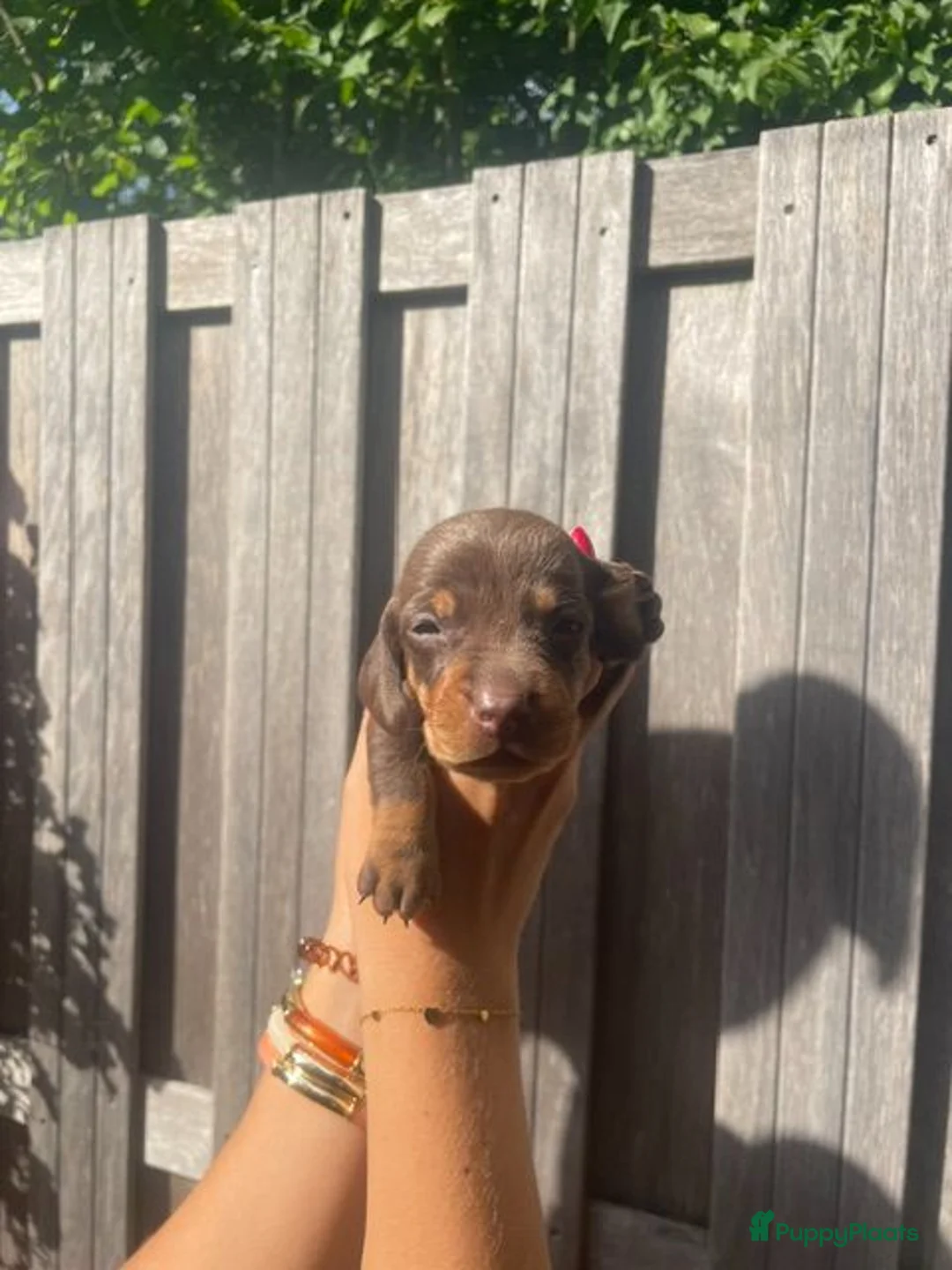 Teckel (korthaar)  honden te koop: Korthaar dwergteckel brown-tan + grey-tan. - Advertentie 2