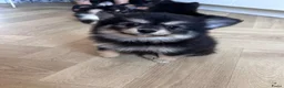 Pomsky honden te koop: 6 pomskys - Advertentie 19