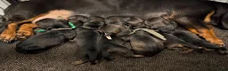 Ruwhaar Teckel honden te koop: Schattige Ruwharige Teckel pups (kaninchen/dwerg) - Advertentie 10