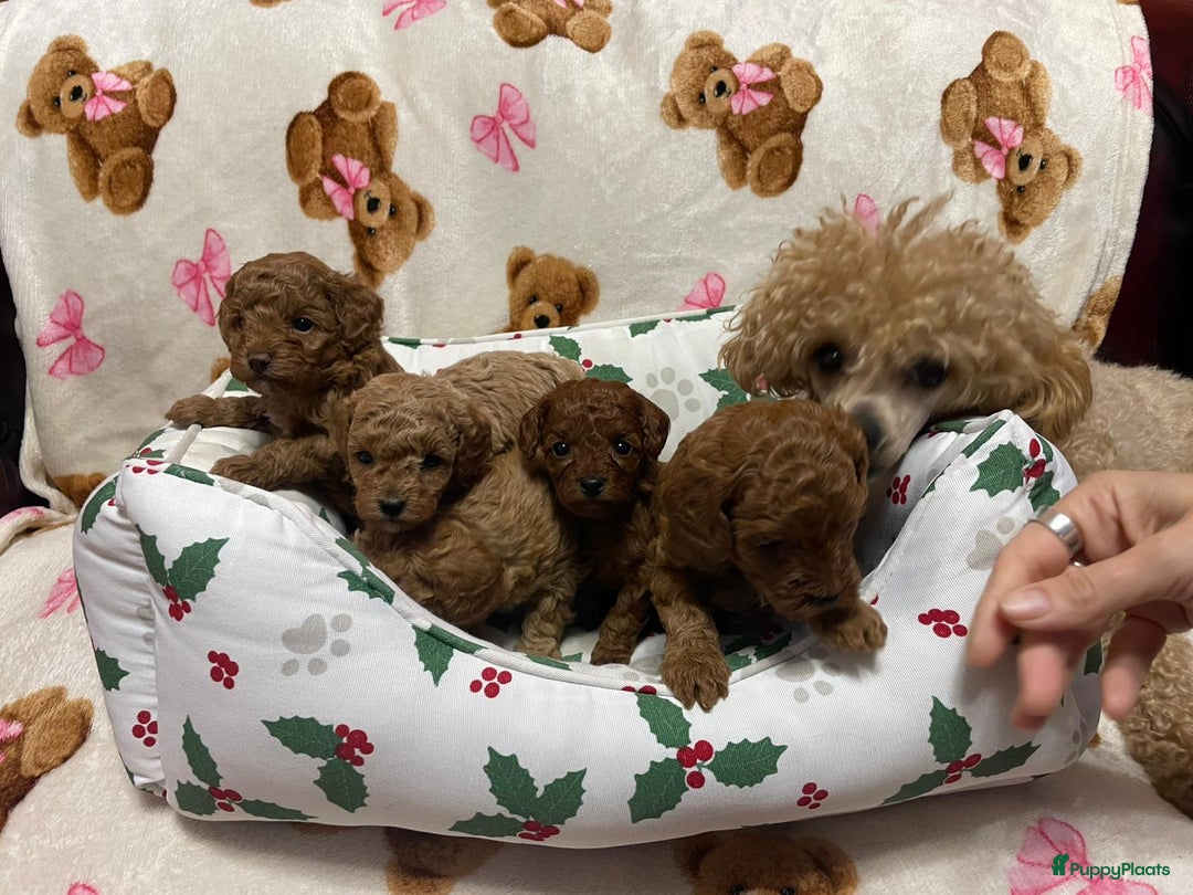 Poedel Toy honden te koop: 4 Prachtige Toy poedel teefjes - Advertentie 2