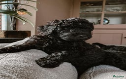 Poedel honden te koop: koningspoedel pups - Afbeelding 1