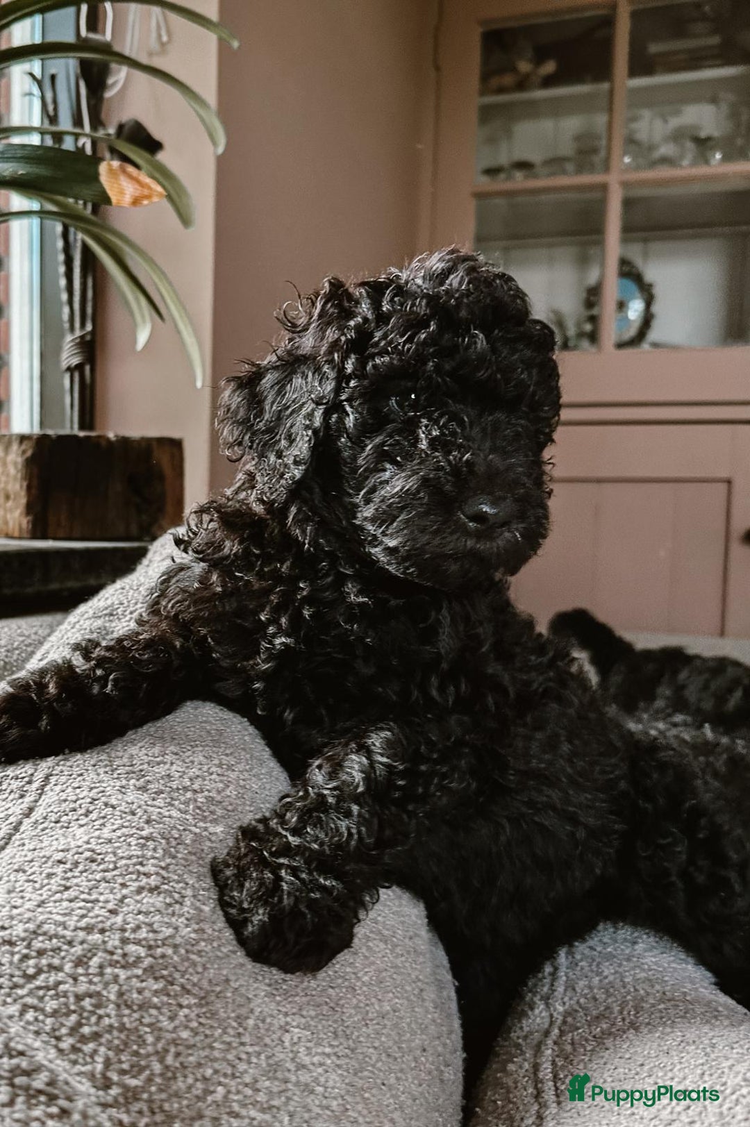 Poedel honden te koop: koningspoedel pups - Afbeelding 1