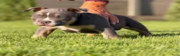 Amerikaanse Bully honden te koop: American bully pocket - Advertentie 6