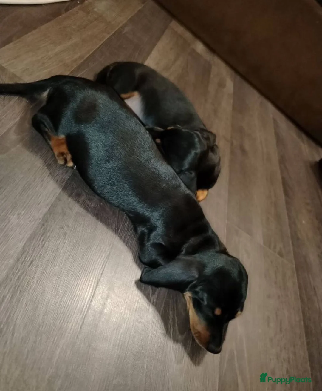 Teckel (korthaar)  honden te koop: korthaar Teckel pups - Advertentie 1