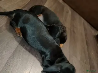 Teckel (korthaar) honden korthaar Teckel pups - Advertentie 1