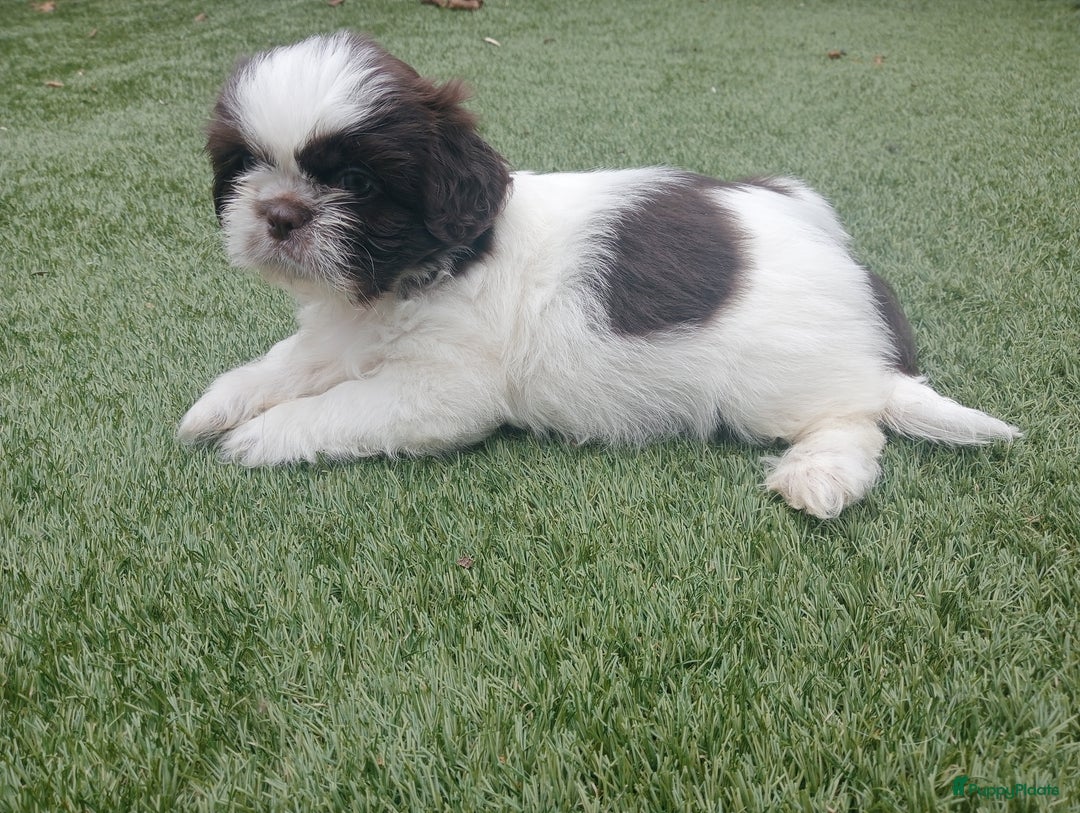 Shih Tzu honden te koop: Raszuivere Shih tzu pups nog 1 teefje en 1 reutje  - Afbeelding 13
