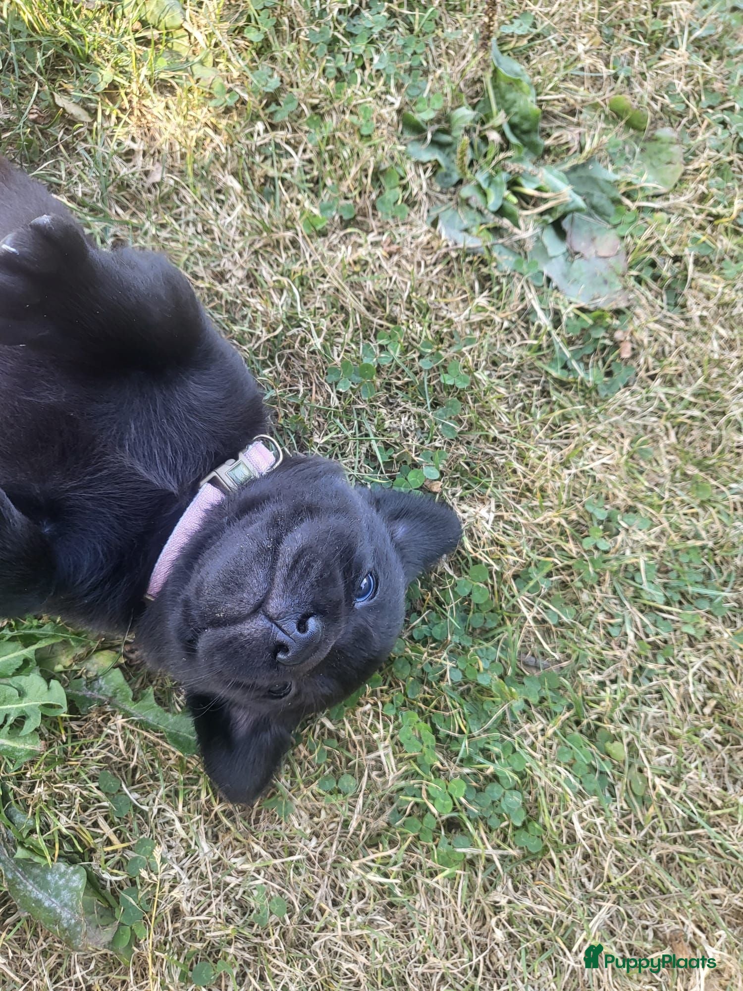 Labrador Retriever honden Prachtig nest zwarte Labrador pups - Advertentie 2