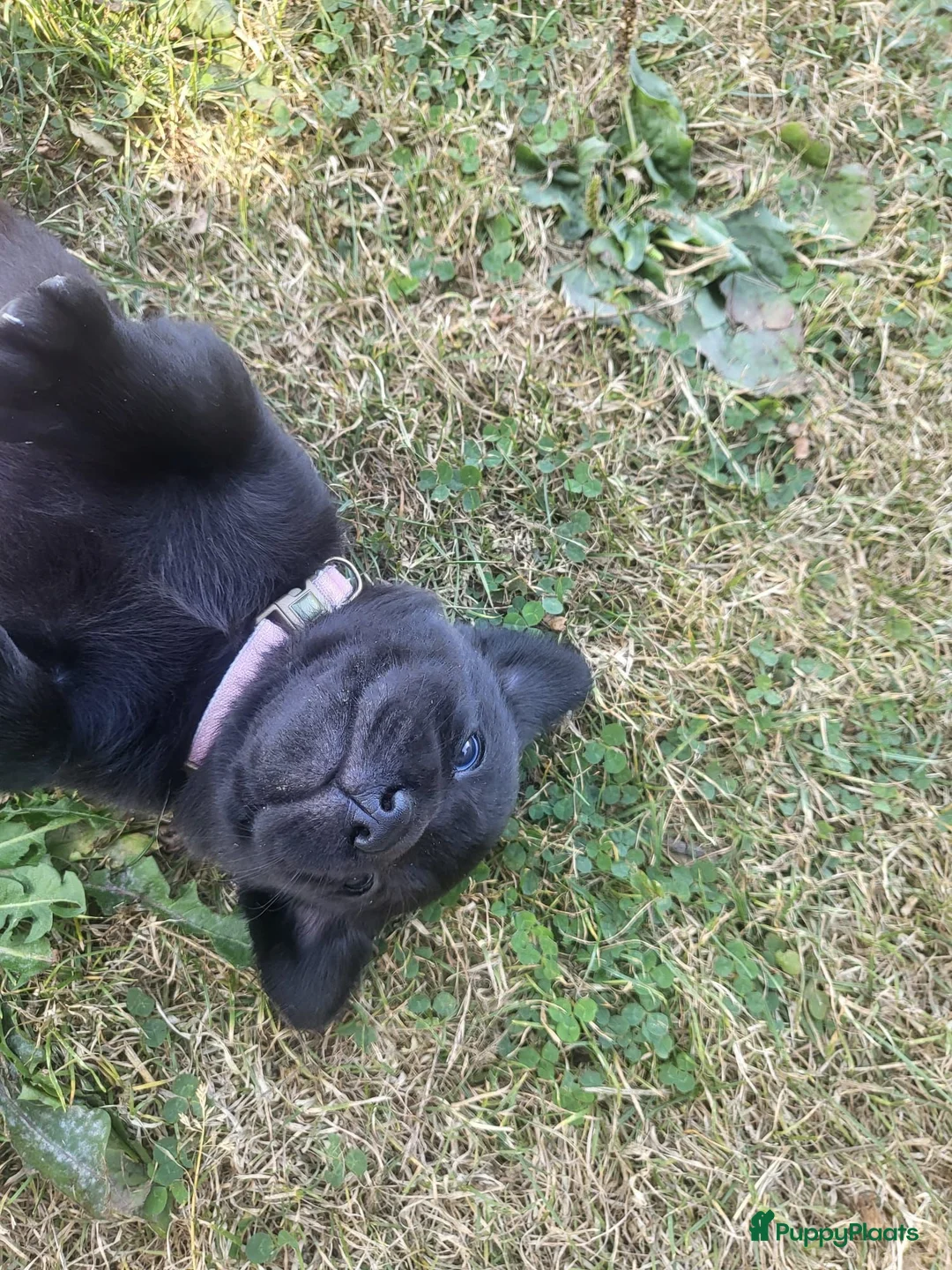 Labrador Retriever honden te koop: Prachtig nest zwarte Labrador pups - Advertentie 2