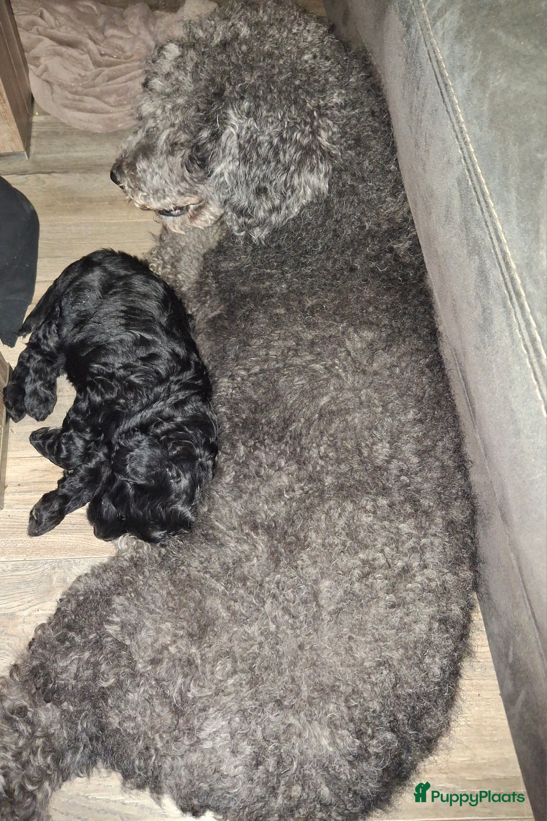 Goldendoodle honden te koop: Goldendoodle teefje - Advertentie 10