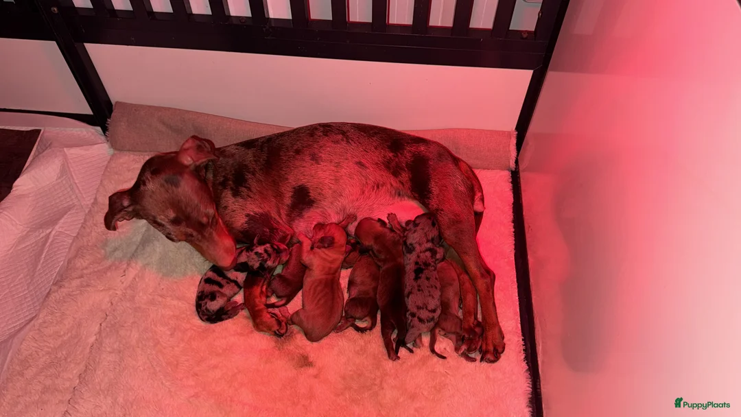 Kruising honden te koop: Prachtige teckel pups creme dragend - Advertentie 6