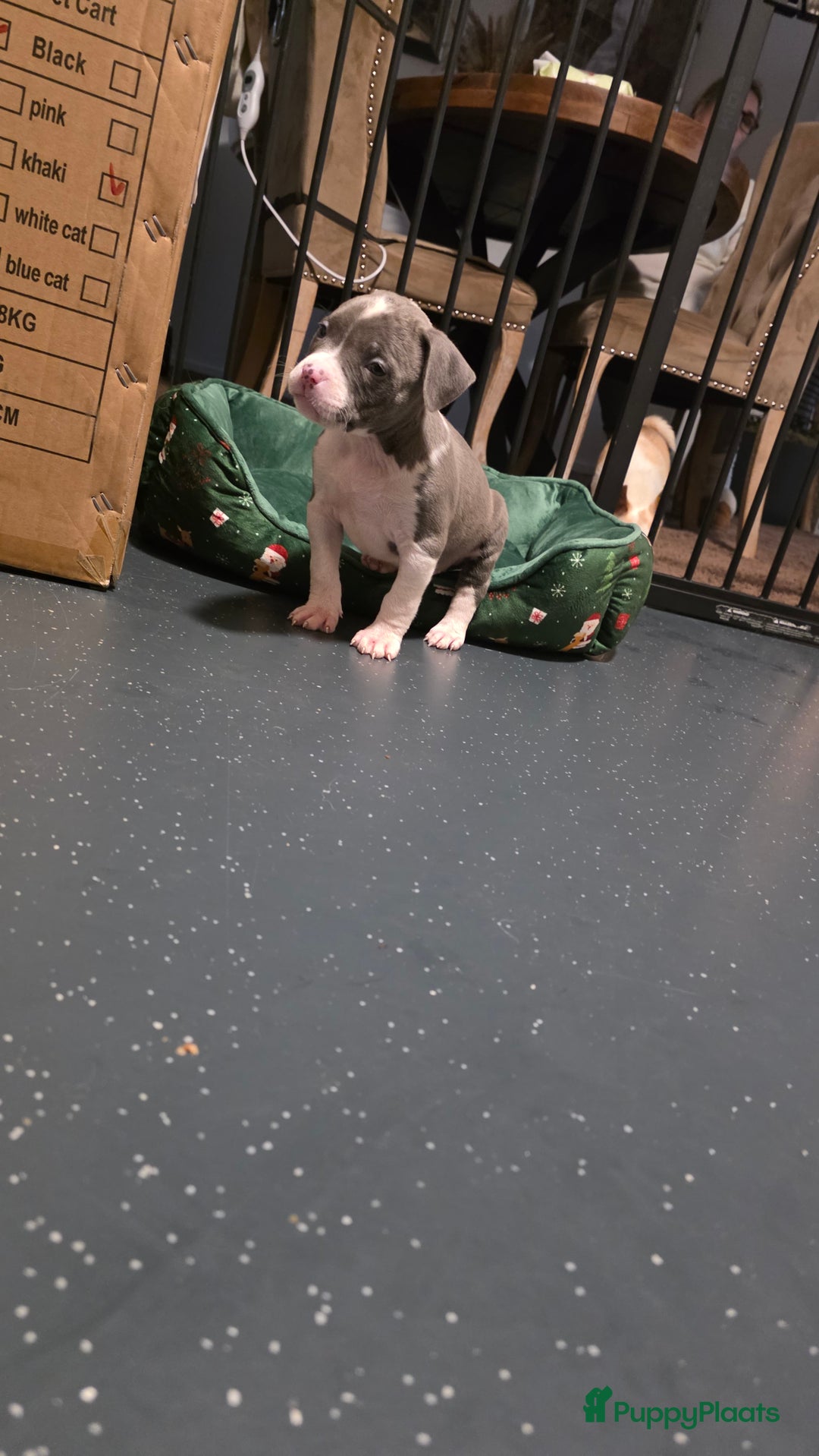 Amerikaanse Bully honden te koop: Pocket bully bleu grey  - Advertentie 12