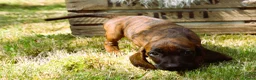 Kruising honden te koop: Bayerische gebirgssweishund - Advertentie 21