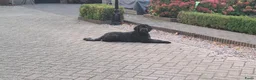 Kruising honden te koop: Labradoodle pups - Advertentie 25