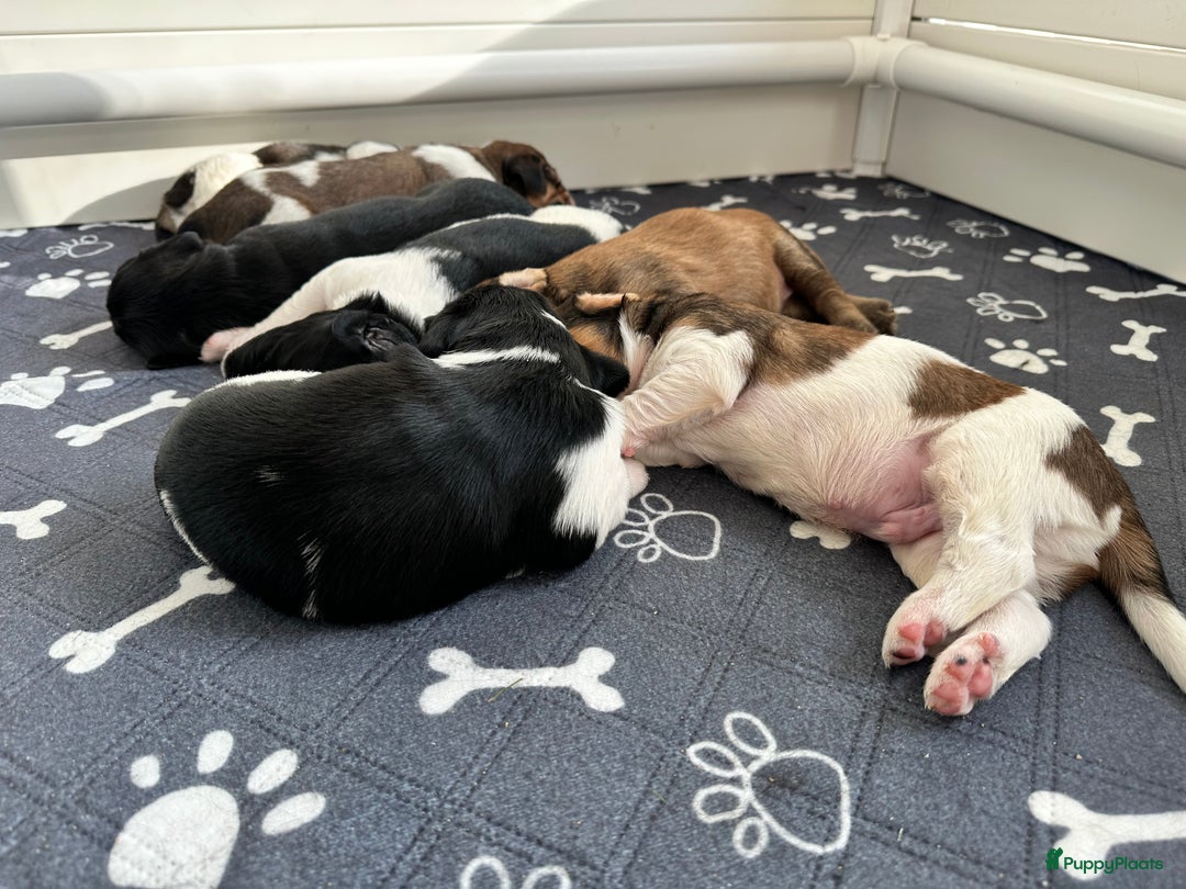 Kruising honden te koop: Nog 2 knuffelbare kruising puppy’s beschikbaar  - Afbeelding 26